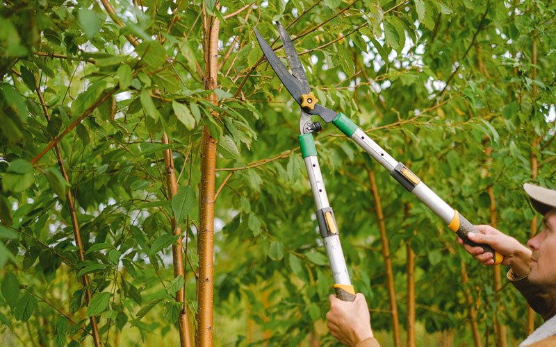 Tree trimming in New Providence, IA